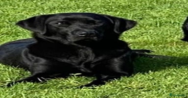 Labrador Retriever dogs - Advert 9