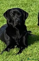 Labrador Retriever dogs - Advert 1