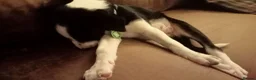 Border Collie dogs for sale: Kevin Smith in Lincoln - Advert 12