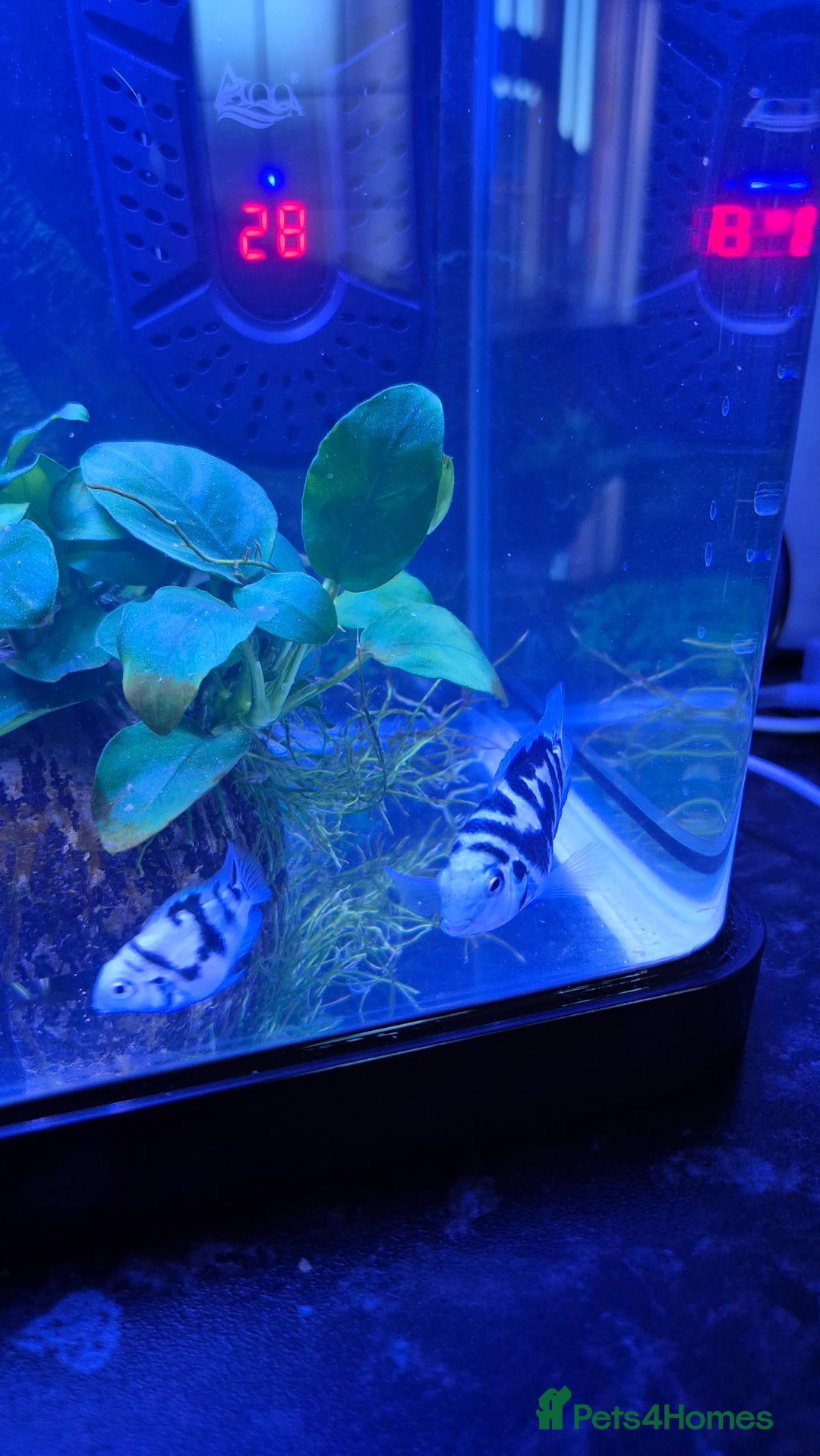 Cichlids fish for sale: Blue parrot fish - Advert 6