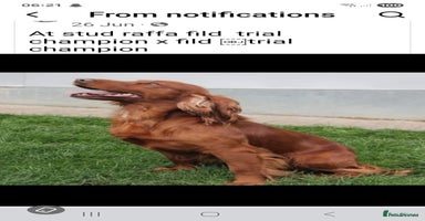 Cocker Spaniel dogs - Advert 12