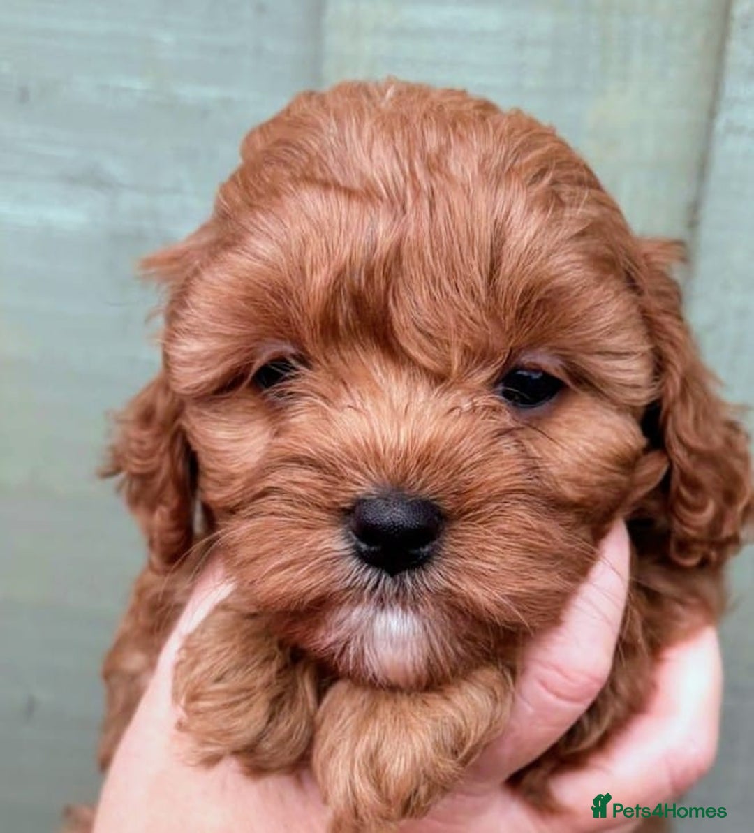 Cockapoo dogs for sale: ❤️ Tiny Deep Red Miniature F1b Cockapoo Pup's  - Image 14