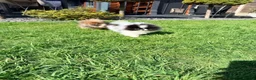 Pomeranian dogs for sale: Party color Pomeranian girl like a panda bear - Advert 2