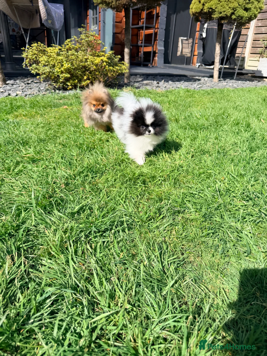 Pomeranian dogs for sale: Party color Pomeranian girl like a panda bear - Advert 2
