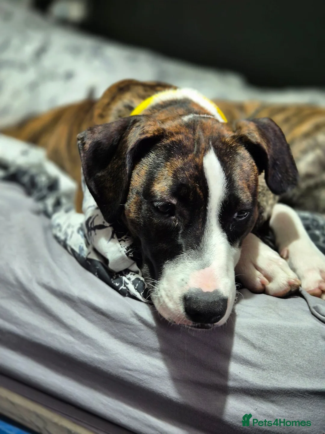 Presa Canario dogs for sale: Presa canario - Advert 1