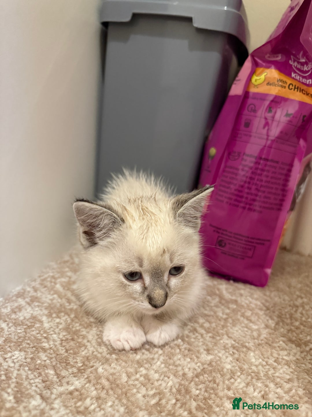 Ragdoll cats for sale: Ragdoll kitten  - Image 3