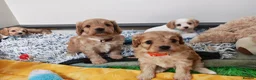 Cavapoo dogs for sale: Home breed cavapoo F1/ health tested parents - Advert 5