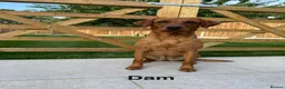 Labrador Retriever dogs for sale: Stunning litter of Fox Red Labrador puppies  - Advert 11