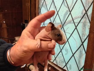 Guinea Pig rodents Skinny pigs - Advert 1