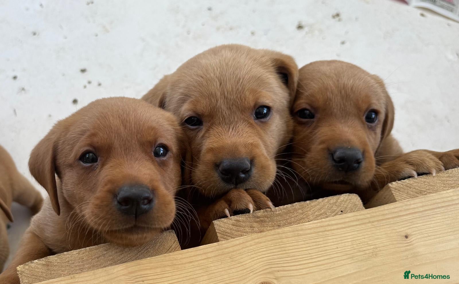 Labrador Retriever dogs Pedigree Fox Red Labrador Puppies - Advert 2