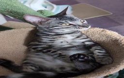 Bengal cats for sale: TICA REG 💕 2 Beautiful bengal boys  - Image 14