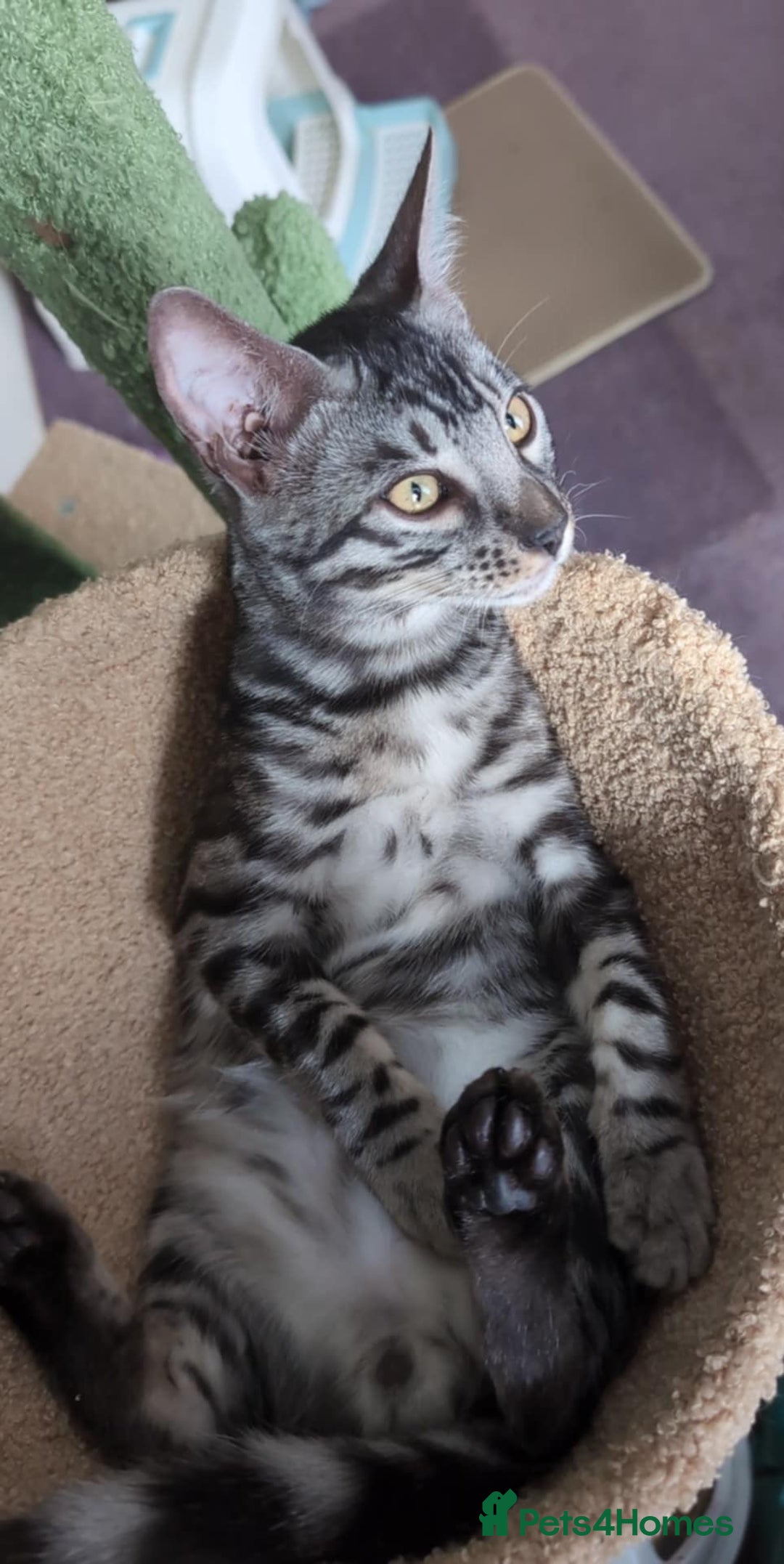 Bengal cats for sale: TICA REG 💕 2 Beautiful bengal boys  - Image 14