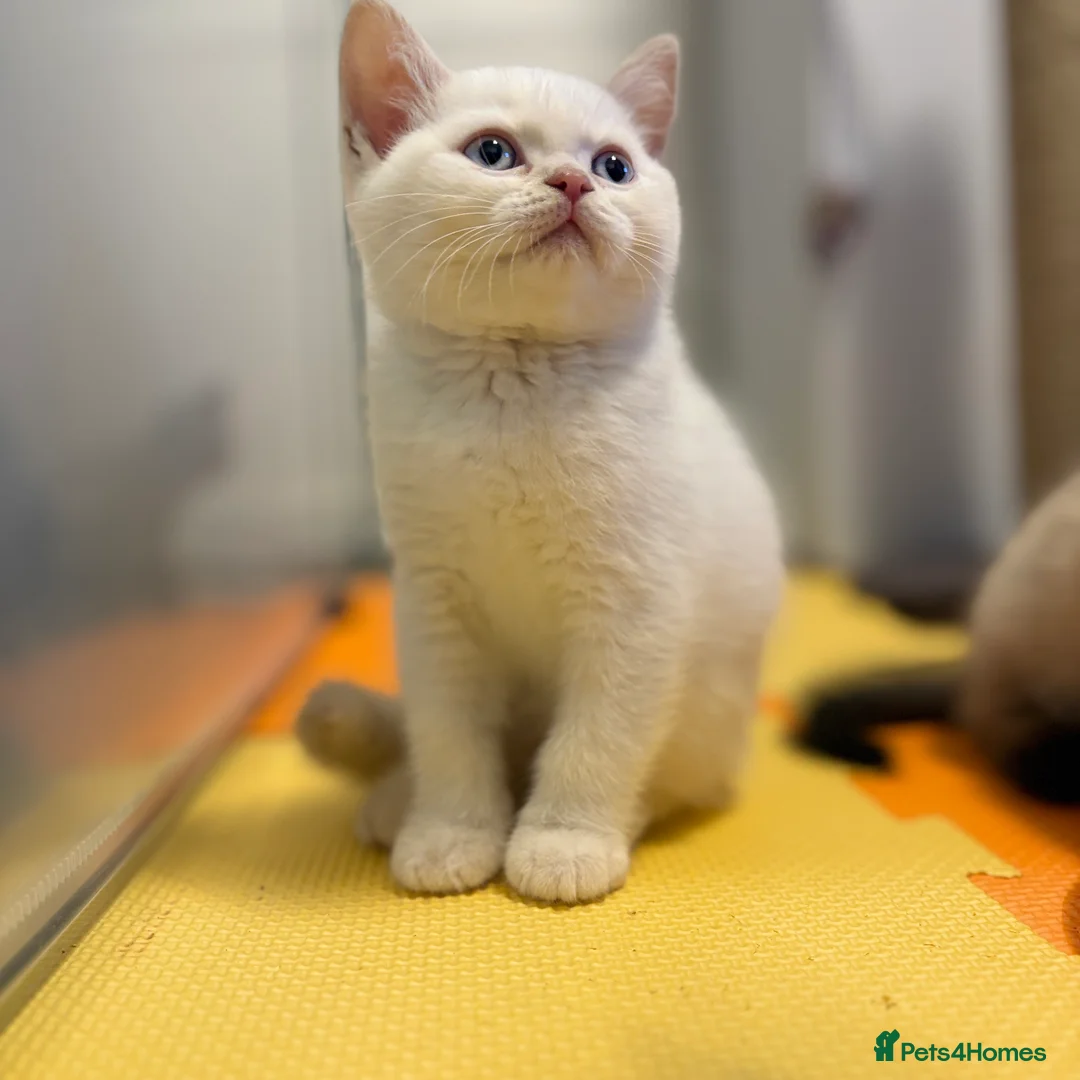 British Shorthair cats for sale: Stunning BSH Colourpoint Kitten GCCF Registered - Advert 6