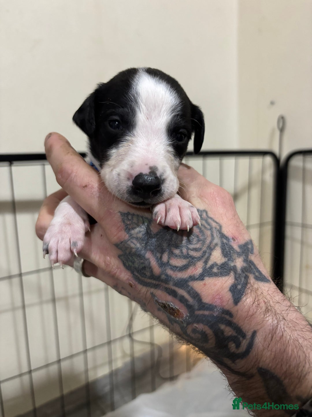 Whippet dogs for sale: Whippet puppies  - Advert 5