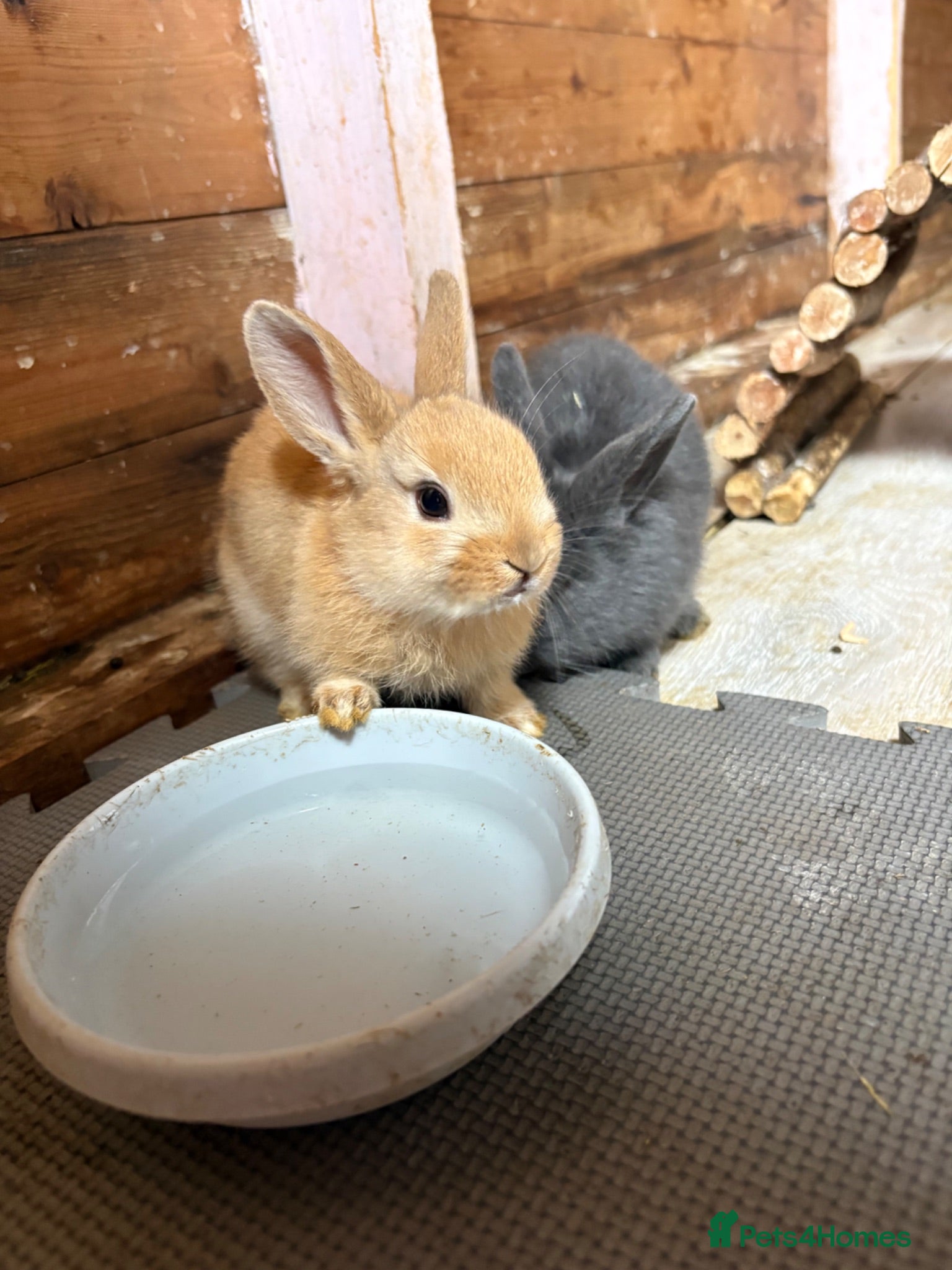 Mixed Breed rabbits 7 Baby Rabbits Looking for Their Forever Home - Advert 2