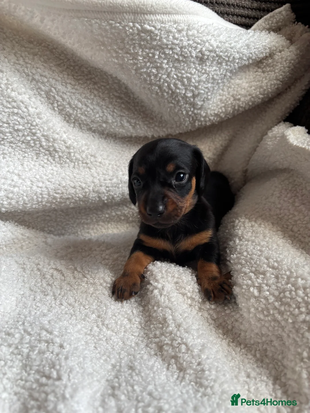Miniature Dachshund dogs for sale: Beautiful miniature dachshunds 🤍 - Advert 6