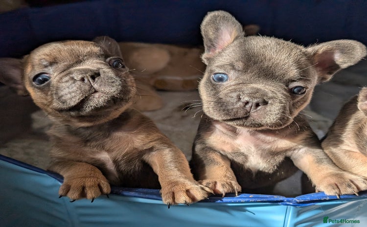 French Bulldog dogs - Advert 3