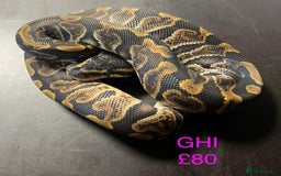Python Snake reptiles for sale: Ball/royal pythons  - Image 21
