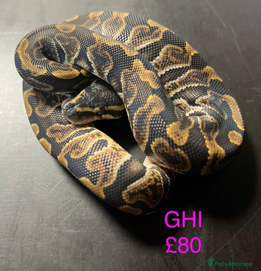 Python Snake reptiles for sale: Ball/royal pythons  - Image 21