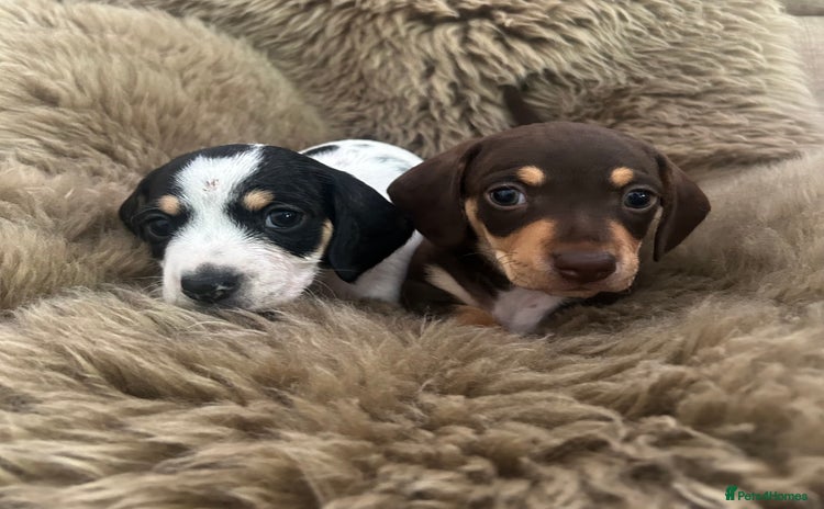 Miniature Dachshund dogs - Advert 1