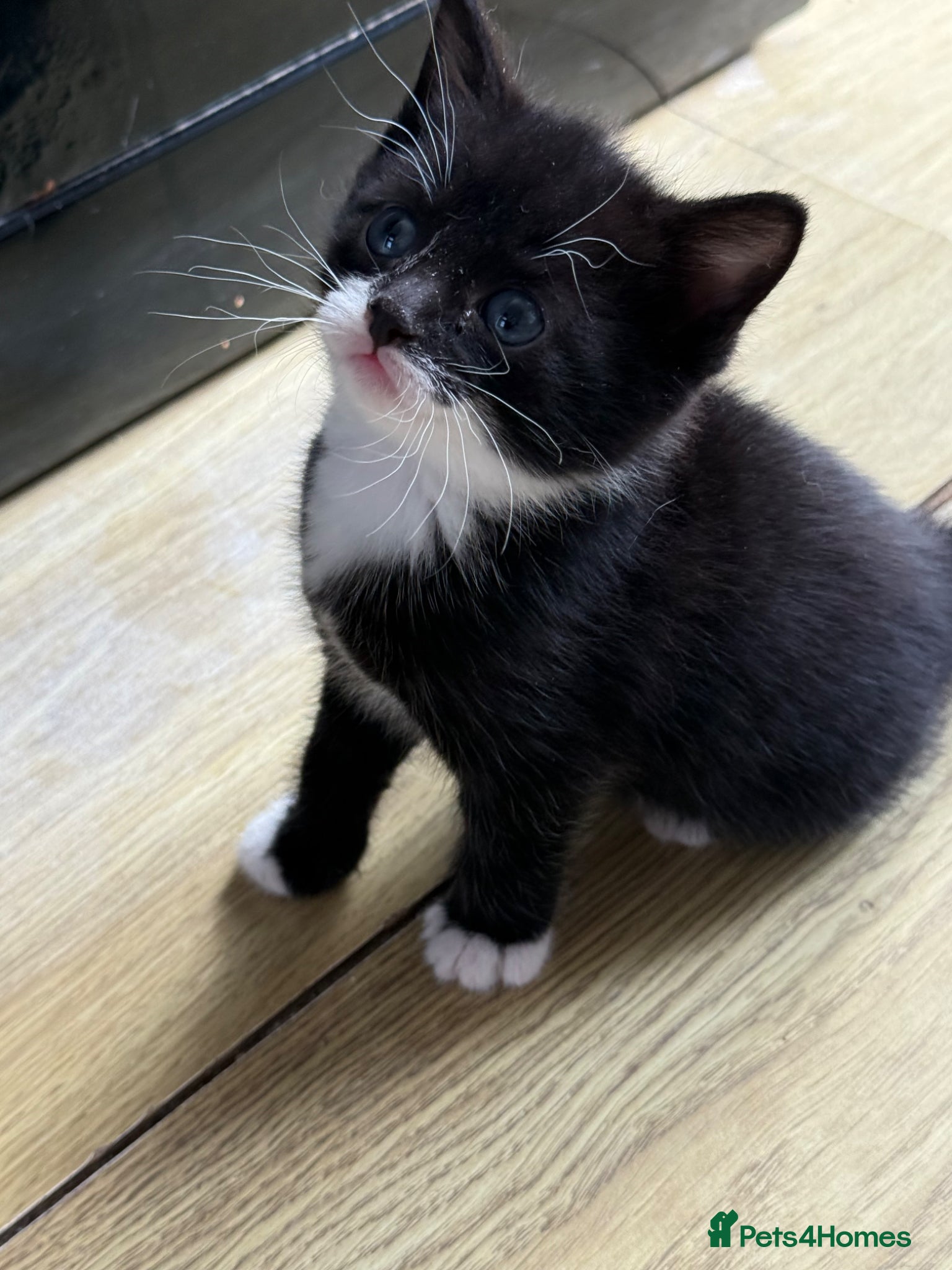 Mixed Breed cats for sale: Beautiful Kittens Looking for a forever home  - Advert 2