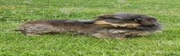 Miniature Dachshund dogs for sale: Miniature wire haired Dachshund - Advert 2