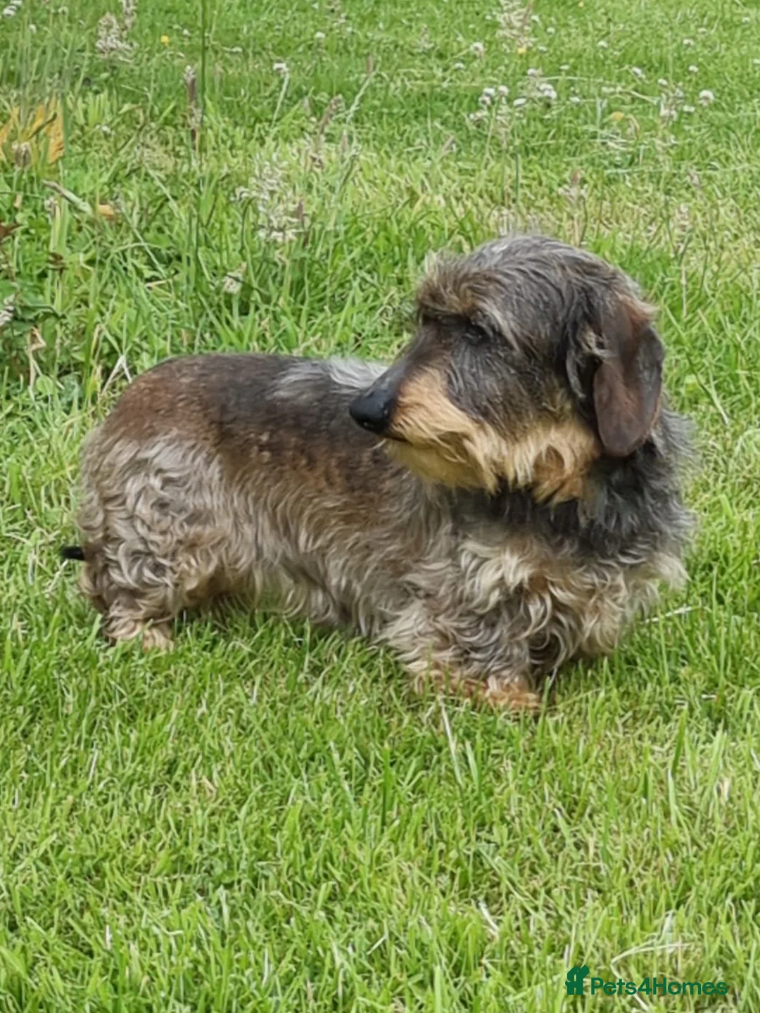 Miniature Dachshund dogs for sale: Miniature wire haired Dachshund - Advert 2