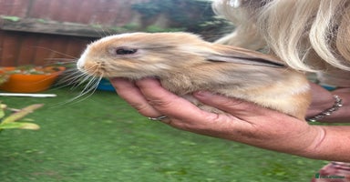 Mixed Breed rabbits - Advert 5