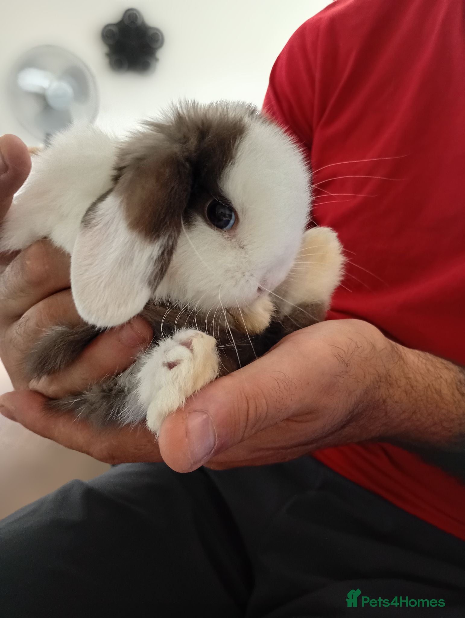 Mini Lop rabbits Gorgeous baby mini lops  - Advert 2