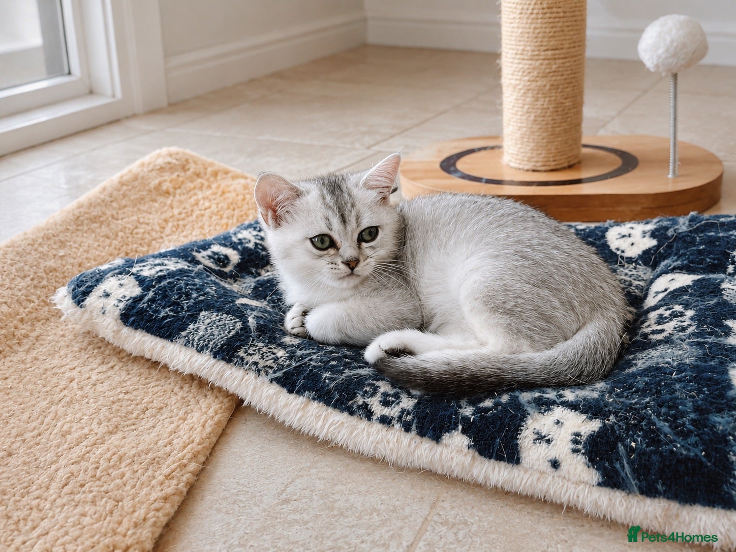 British Shorthair cats BSH GCCF registered, silver chinchilla boy - Advert 3