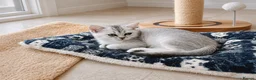 British Shorthair cats for sale: BSH GCCF , silver chinchilla & colour point Boys - Advert 5
