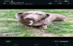Dachshund dogs for sale: Beautiful Dachshund Puppies REDUCED  - Image 23