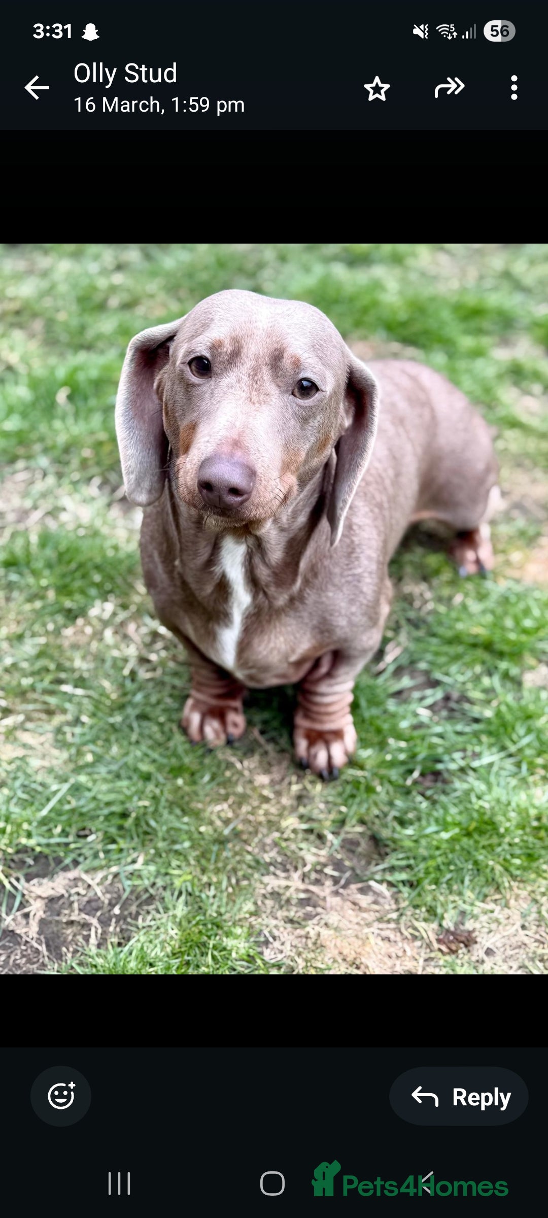 Dachshund dogs for sale: Beautiful Dachshund Puppies REDUCED  - Image 23