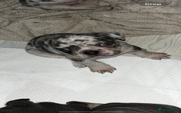 French Bulldog dogs for sale: READY NOW French bulldog puppies  - Advert 39