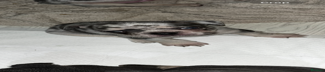 French Bulldog Puppy 3