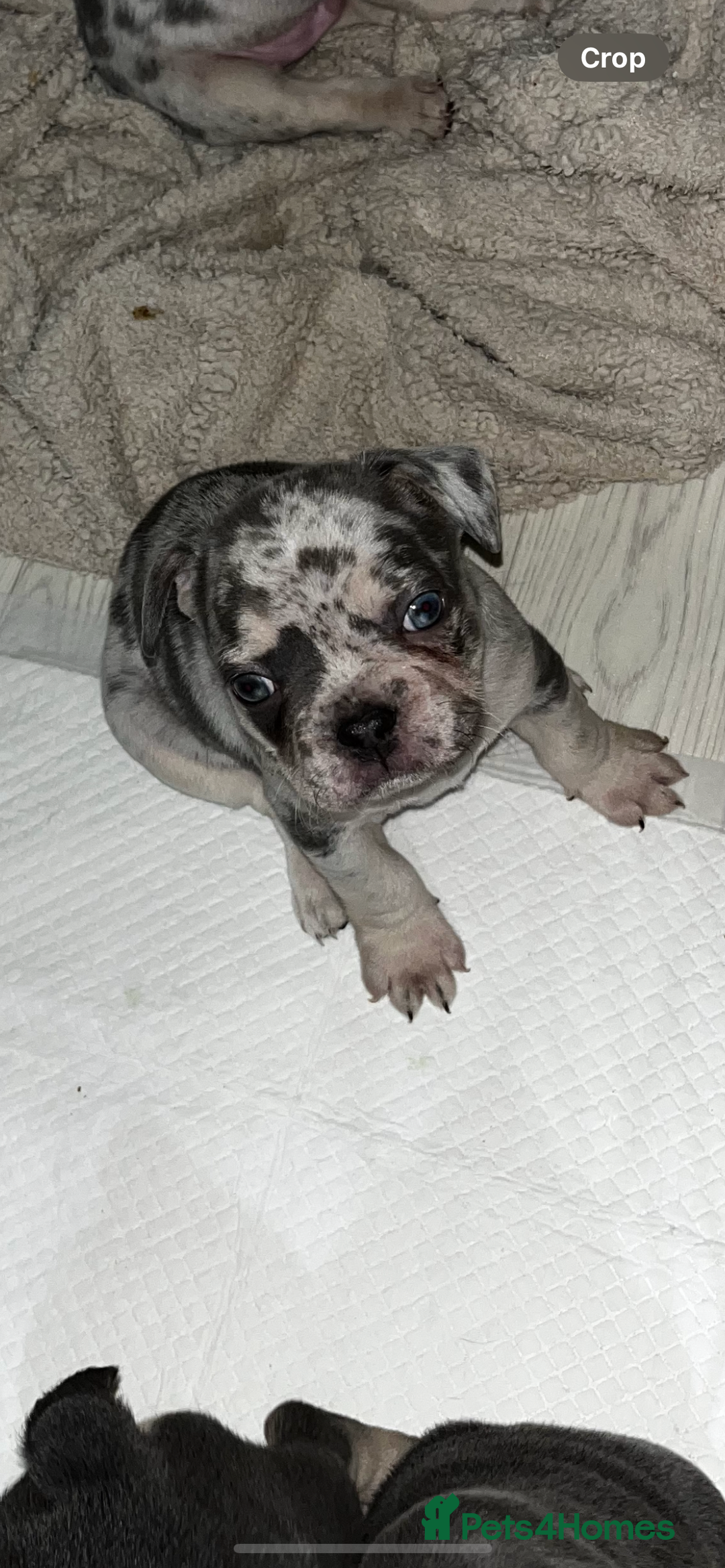 French Bulldog dogs for sale: READY NOW French bulldog puppies  - Advert 39