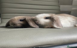 Mini Lop rabbits for sale: Mini lops - Image 3