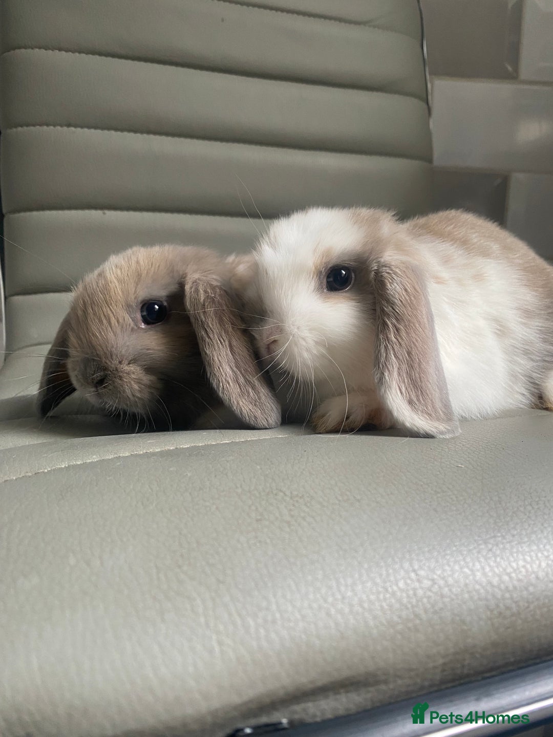 Mini Lop rabbits for sale: Mini lops - Image 3