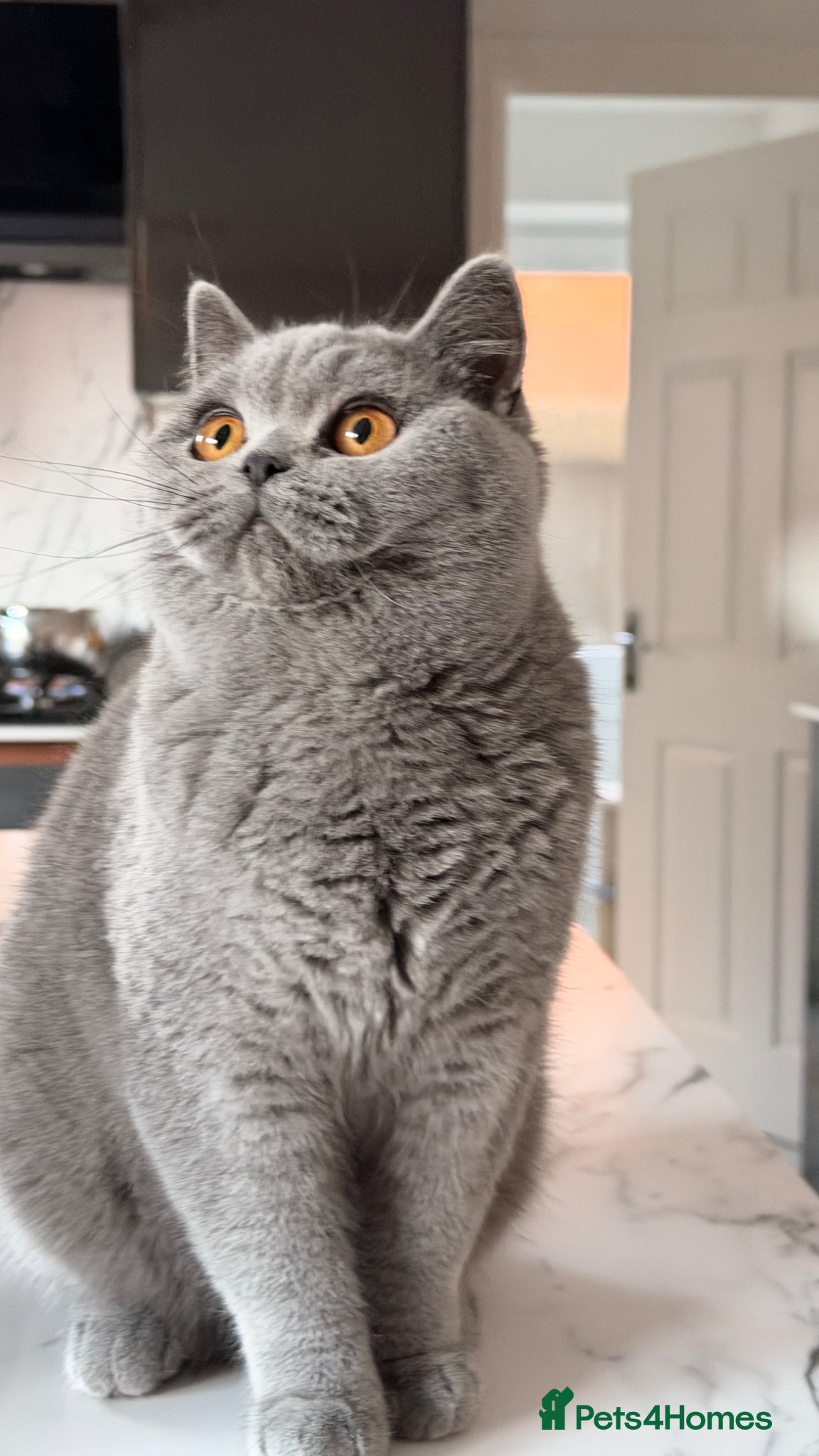 British Shorthair cats BSH Retired queen  - Advert 3