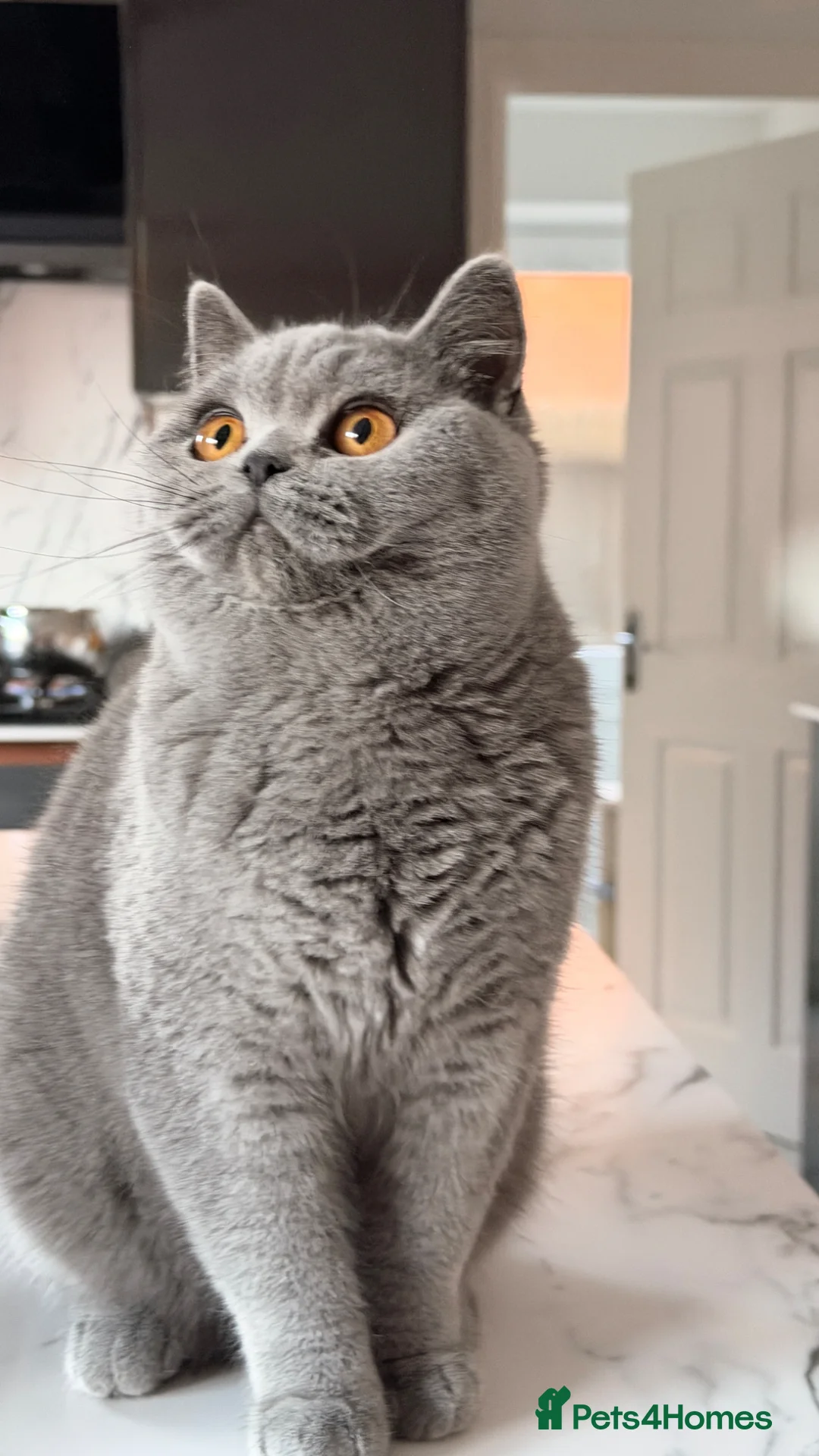 British Shorthair cats for sale: BSH queen, Tica registered, ready now  - Advert 1