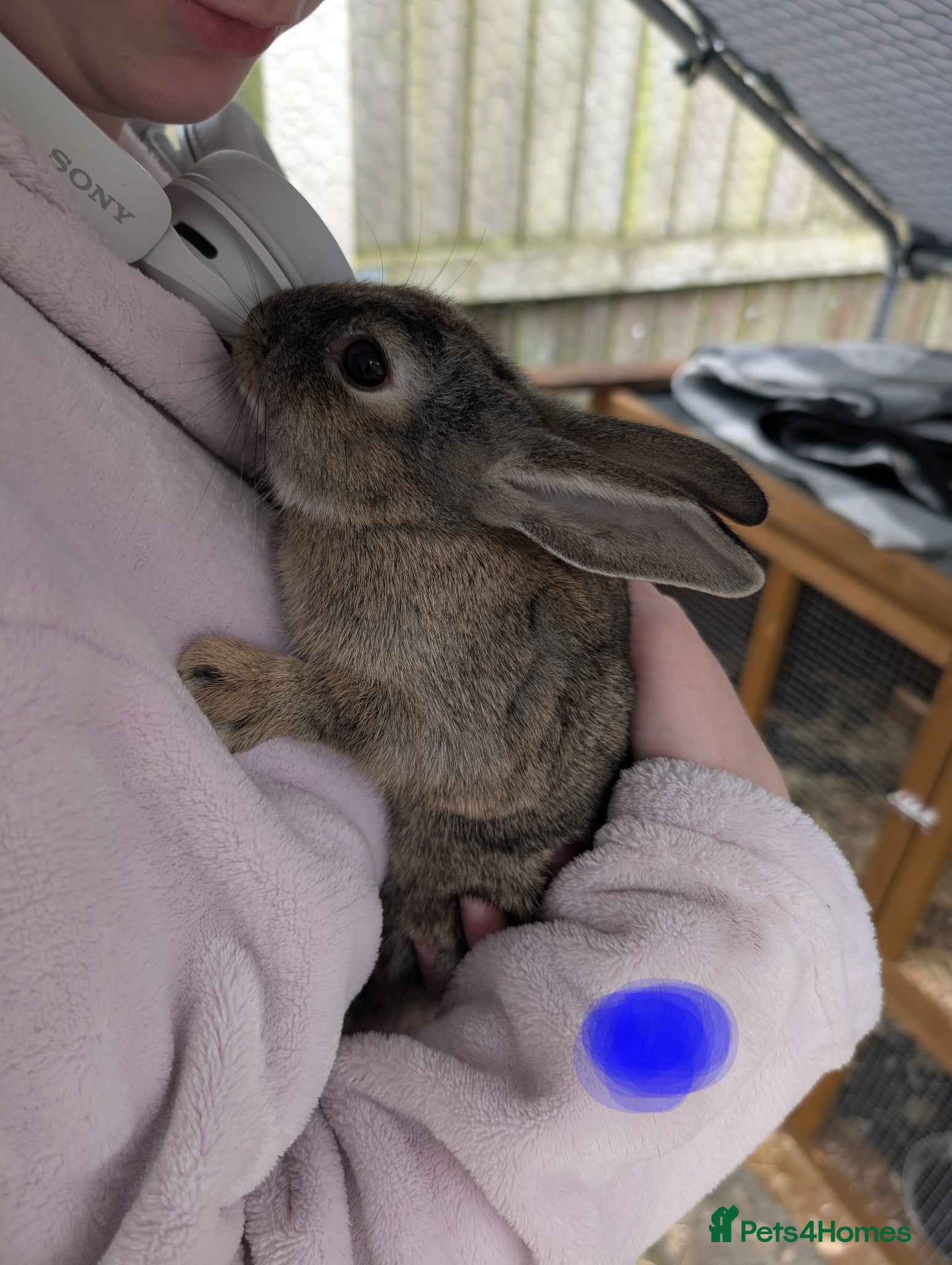 Mixed Breed rabbits for sale: Baby rabbits  - Advert 4