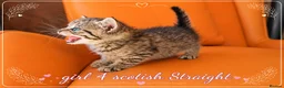 Scottish Fold cats for sale: Scotish Fold Kittens - Advert 18