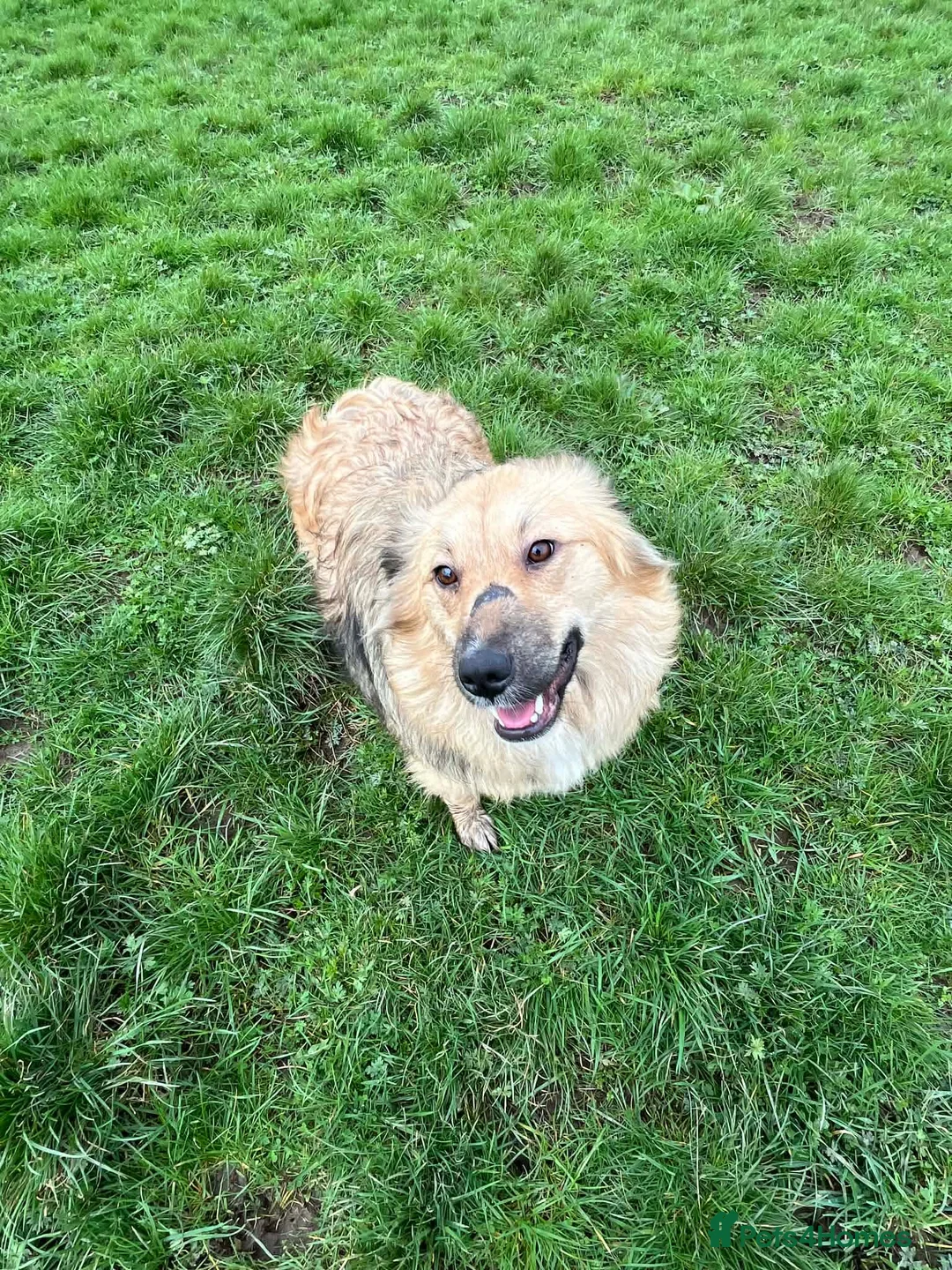 Mixed Breed dogs for adoption: MISS MISHA - Advert 9