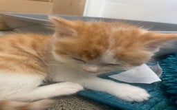 Turkish Angora cats for sale: Turkish angora mix kittens for sale  - Image 8
