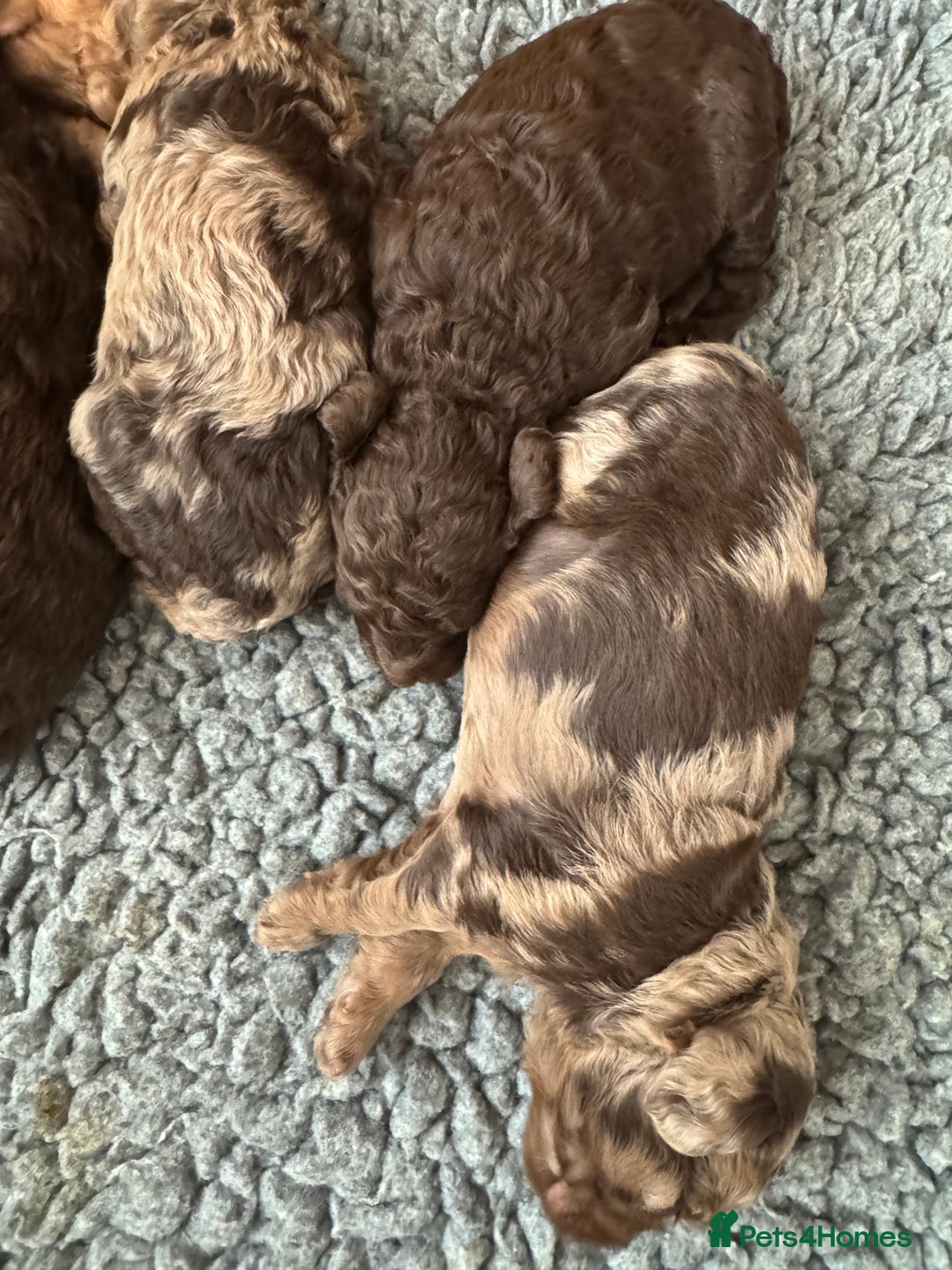 Cockapoo dogs for sale: DNA TESTED Cockapoo puppies, ready 22nd October  - Image 13