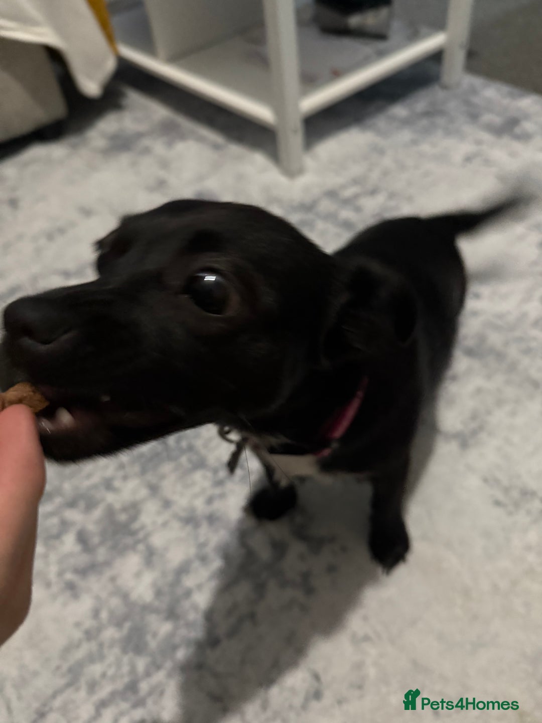 Mixed Breed dogs for sale: Xena- Scottishterrier x jackahuahua - Advert 5