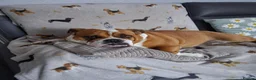Mixed Breed dogs for sale: Bulldog  in Dagenham - Advert 3