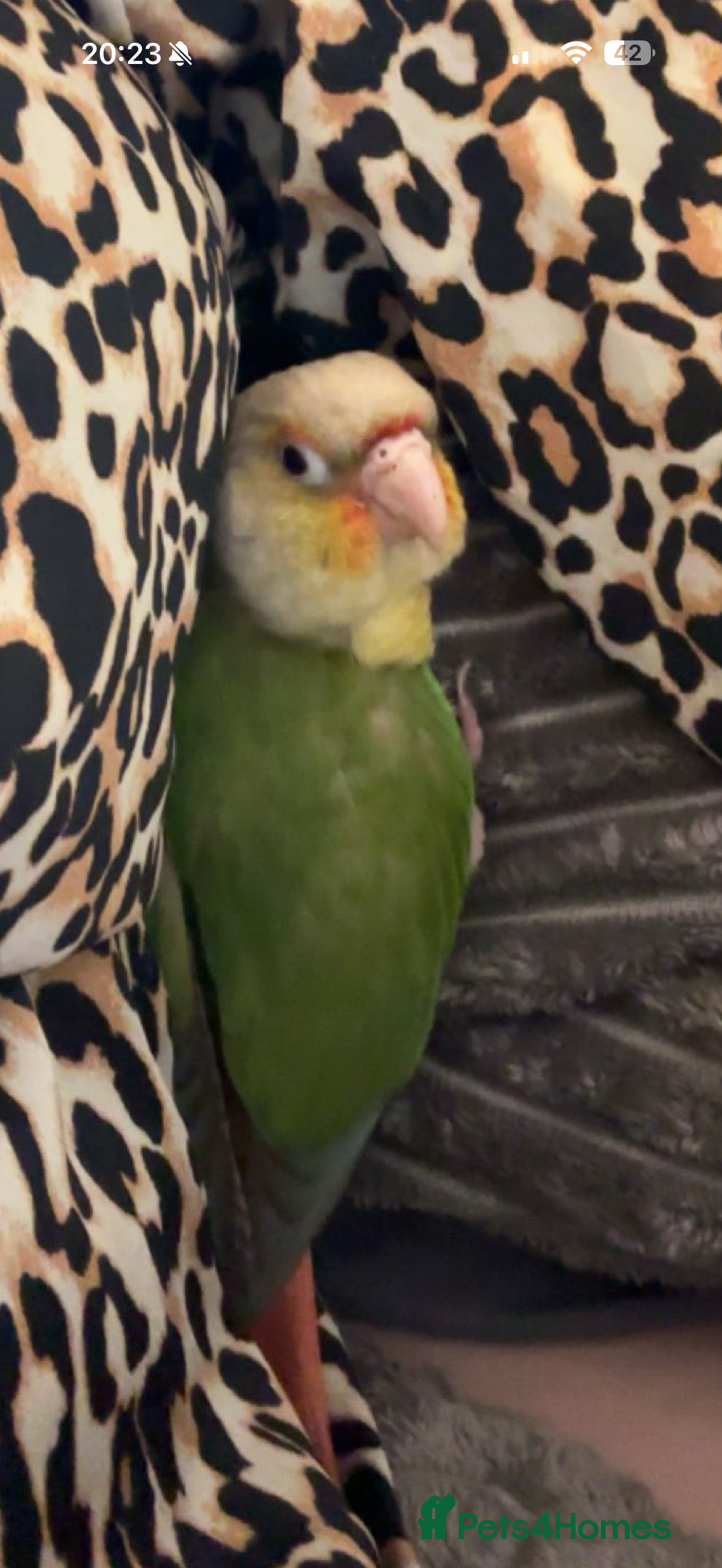 Conures birds Pineapple conure parrot  - Advert 1