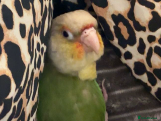 Conures birds Pineapple conure parrot - Advert 1