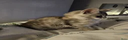 Maine Coon cats for sale: Beautiful TICA registered Maine Coon kitten's  - Advert 11